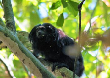 O mico-leão-preto é uma espécie rara, o que faz com que cada uma de suas áreas atuais de ocorrência seja de grande importância para a conservação da espécie
