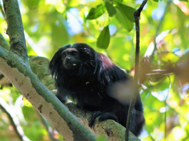 O mico-leão-preto é uma espécie rara, o que faz com que cada uma de suas áreas atuais de ocorrência seja de grande importância para a conservação da espécie