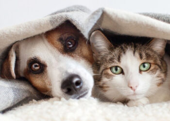 Mutirão de Castração no Jardim Monte Santo, em Itapetininga