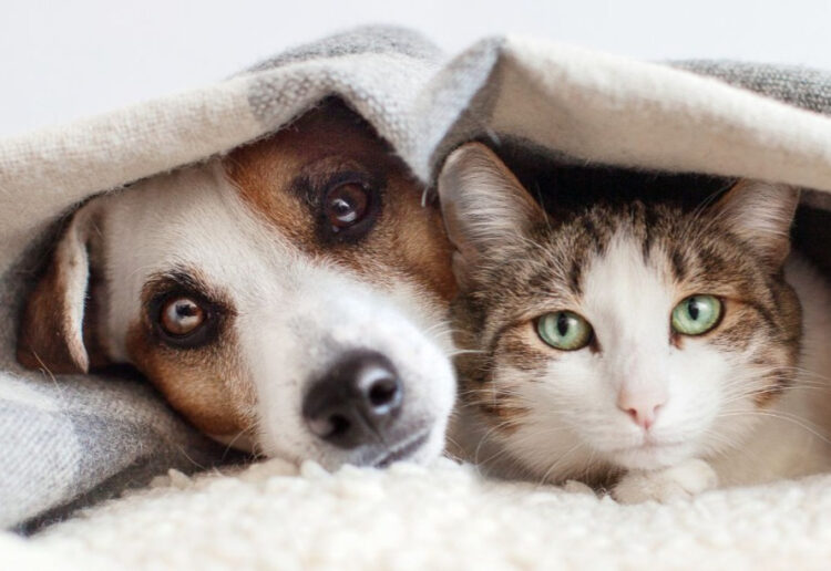 Mutirão de Castração no Jardim Monte Santo, em Itapetininga