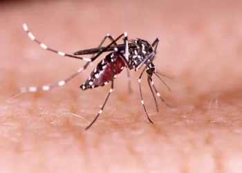 A população também pode ajudar no combate ao mosquito Aedes Aegypti, ao denunciar áreas com descarte irregular de materiais ou terrenos com lixo.