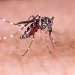 A população também pode ajudar no combate ao mosquito Aedes Aegypti, ao denunciar áreas com descarte irregular de materiais ou terrenos com lixo.