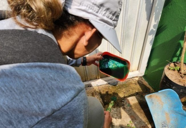 Dengue. (Divulgação)