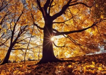 Para muitos o outono é um bom sinal, uma época de renovação junto das folhas que caem das árvores e com a Páscoa se aproximando. ((Internet))