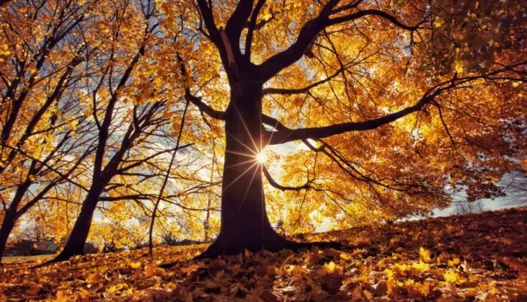 Para muitos o outono é um bom sinal, uma época de renovação junto das folhas que caem das árvores e com a Páscoa se aproximando. ((Internet))