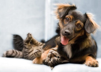 3º Mutirão de Castração no Distrito do Tupy será realizado nos dias 15 e 16 de março