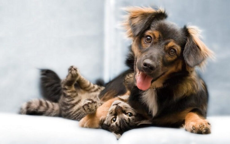 3º Mutirão de Castração no Distrito do Tupy será realizado nos dias 15 e 16 de março