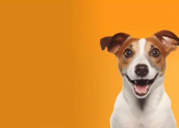 Projeto de Lei de (PL) da autoria da deputada Simone Marquetto, começa hoje (01) o "Abril Laranja", projeto que Institui o mês como conscientização para a prevenção da crueldade contra animais.