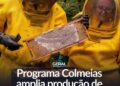 Programa Colmeias amplia produção de mel em 30% no Estado de São Paulo.