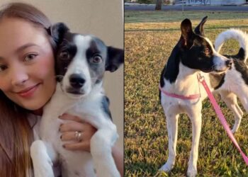 Ana Júlia Teixeira Santos foi atacada por um cachorro enquanto passeava com sua cadela (Fotos: G1 Itapetininga)