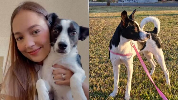 Ana Júlia Teixeira Santos foi atacada por um cachorro enquanto passeava com sua cadela (Fotos: G1 Itapetininga)