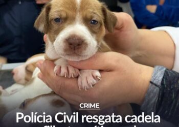 Na manhã da última terça-feira (1º), a Polícia Civil de São Paulo resgatou uma cadela vítima de maus-tratos em Itapetininga, no interior do estado. A ação foi conduzida pelo Setor de Proteção Animal da Delegacia do município, após o recebimento de uma denúncia anônima. Com o apoio da Guarda Civil Municipal e da ONG SOS Animais, os agentes localizaram o tutor do animal e realizaram o resgate da cadela. Durante a abordagem, o homem informou que mantinha outros nove filhotes em sua residência. As equipes se deslocaram até o imóvel e constataram que os animais estavam em ambiente extremamente sujo, sem condições mínimas de higiene ou estrutura adequada para garantir o bem-estar dos filhotes e da mãe. O local apresentava, ainda, risco à saúde humana, devido à situação de insalubridade. Todos os animais foram encaminhados para atendimento veterinário, onde passarão por avaliação clínica, vacinação e castração. Os filhotes serão, posteriormente, disponibilizados para adoção responsável. O caso foi encaminhado ao Centro de Referência Especializado de Assistência Social (CREAS) de Itapetininga, que fará o acompanhamento da situação social do tutor, considerando o estado precário em que os animais e o imóvel foram encontrados. A Polícia Civil informou que será instaurado inquérito para apurar a prática de maus-tratos, conforme previsto no artigo 32 da Lei de Crimes Ambientais (Lei nº 9.605/98). A corporação reforça que maus-tratos a animais configuram crime e podem ser denunciados de forma anônima por meio do DEPA (Departamento de Proteção Animal) ou diretamente em qualquer unidade policial.