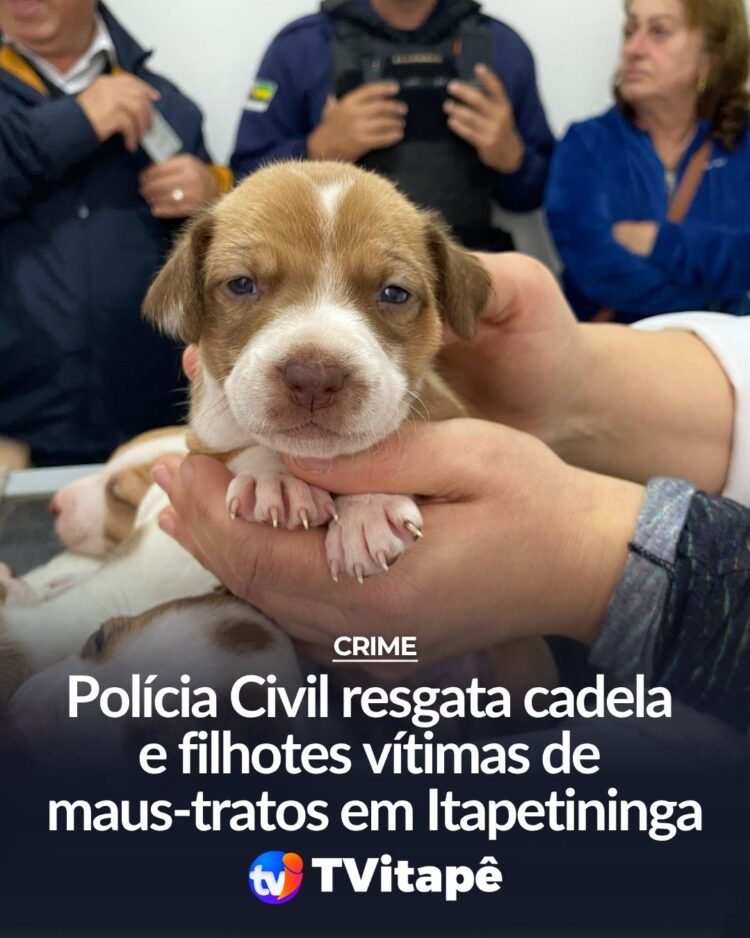 Na manhã da última terça-feira (1º), a Polícia Civil de São Paulo resgatou uma cadela vítima de maus-tratos em Itapetininga, no interior do estado. A ação foi conduzida pelo Setor de Proteção Animal da Delegacia do município, após o recebimento de uma denúncia anônima. Com o apoio da Guarda Civil Municipal e da ONG SOS Animais, os agentes localizaram o tutor do animal e realizaram o resgate da cadela. Durante a abordagem, o homem informou que mantinha outros nove filhotes em sua residência. As equipes se deslocaram até o imóvel e constataram que os animais estavam em ambiente extremamente sujo, sem condições mínimas de higiene ou estrutura adequada para garantir o bem-estar dos filhotes e da mãe. O local apresentava, ainda, risco à saúde humana, devido à situação de insalubridade. Todos os animais foram encaminhados para atendimento veterinário, onde passarão por avaliação clínica, vacinação e castração. Os filhotes serão, posteriormente, disponibilizados para adoção responsável. O caso foi encaminhado ao Centro de Referência Especializado de Assistência Social (CREAS) de Itapetininga, que fará o acompanhamento da situação social do tutor, considerando o estado precário em que os animais e o imóvel foram encontrados. A Polícia Civil informou que será instaurado inquérito para apurar a prática de maus-tratos, conforme previsto no artigo 32 da Lei de Crimes Ambientais (Lei nº 9.605/98). A corporação reforça que maus-tratos a animais configuram crime e podem ser denunciados de forma anônima por meio do DEPA (Departamento de Proteção Animal) ou diretamente em qualquer unidade policial.