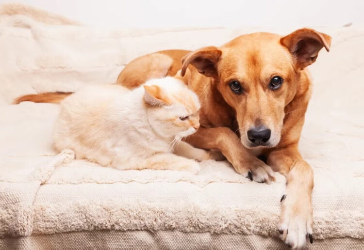 Mutirão de Castração Gratuito para Cães e Gatos em Itapetininga