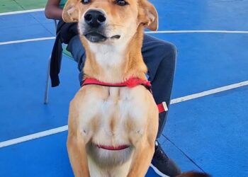 Itapetininga vem realizando o maior mutirão de castração da história