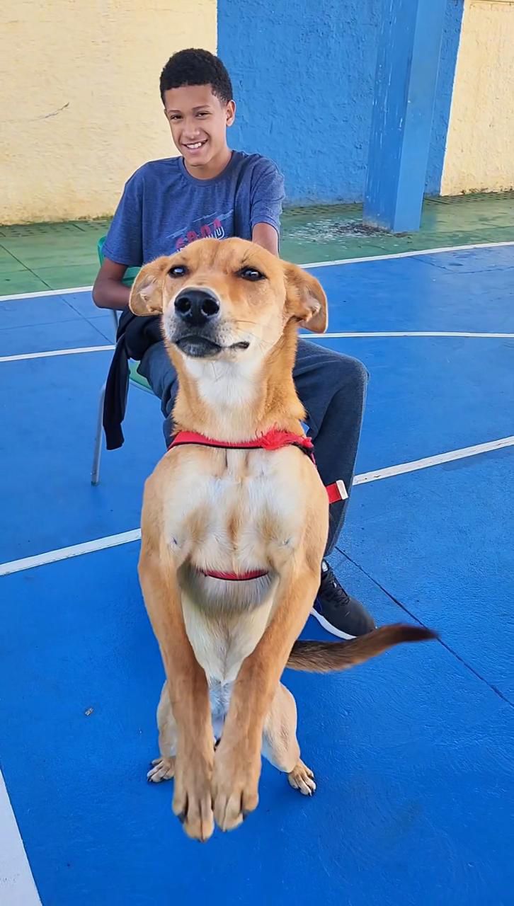 Itapetininga vem realizando o maior mutirão de castração da história