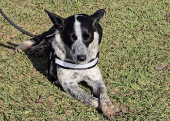 Subsecretaria de Defesa Animal realiza castração de 227 pets em Itapetininga