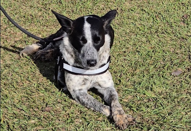 Subsecretaria de Defesa Animal realiza castração de 227 pets em Itapetininga