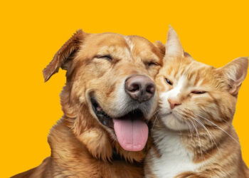Vila Prado recebe novo Mutirão de Castração para cães e gatos em junho