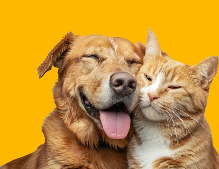 Vila Prado recebe novo Mutirão de Castração para cães e gatos em junho