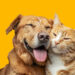 Vila Prado recebe novo Mutirão de Castração para cães e gatos em junho
